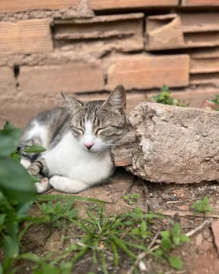 Otra foto de Real
