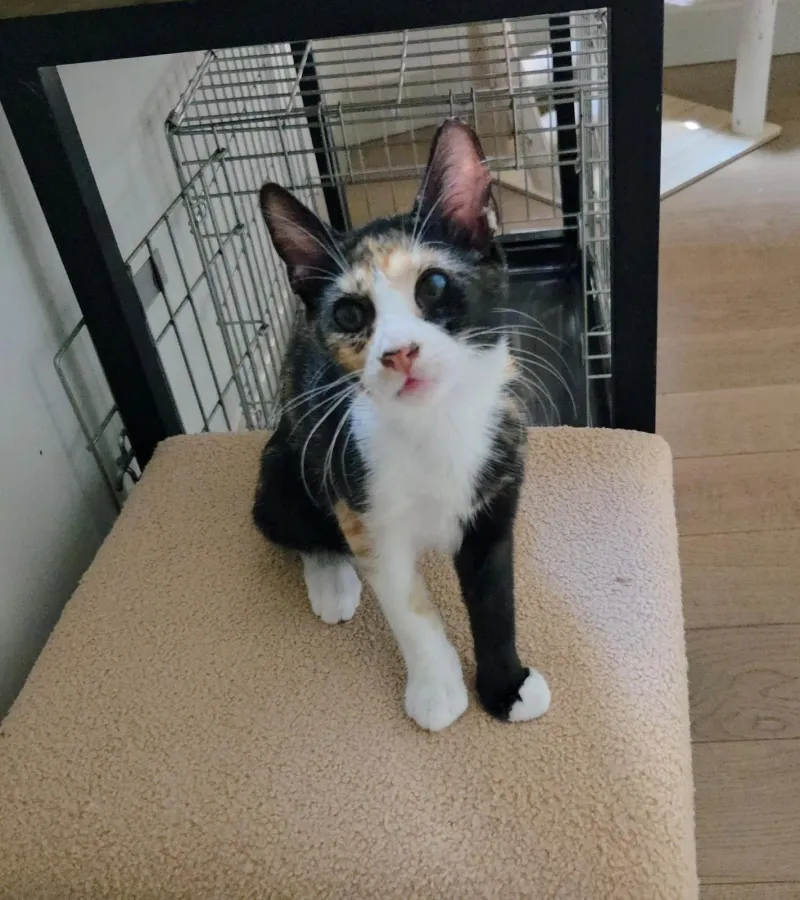 Kina, gata en adopción en Melilla
