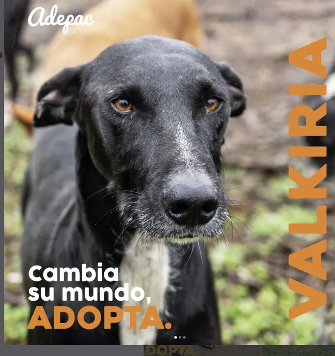 Valkiria, perro en adopción en El Sauzal, Santa Cruz de Tenerife