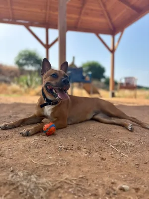 Otra foto de Nala