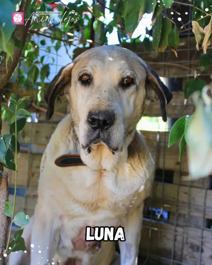 Luna, perro en adopción en Segovia