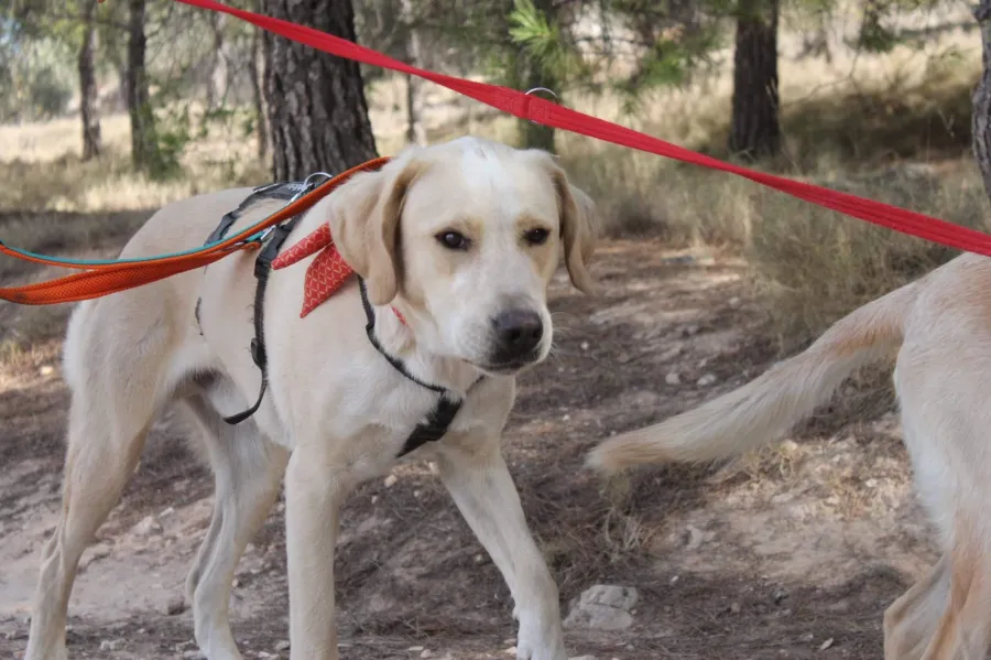Cooper, perro en adopción en Villena, Alicante