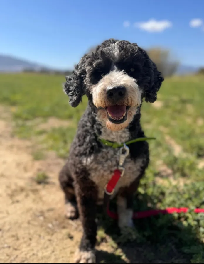 Trufa, perro en adopción en Málaga