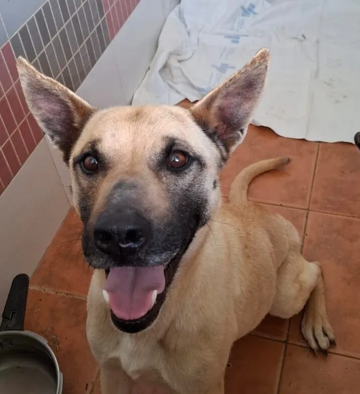 Ligia, perro en adopción en Rota, Cádiz