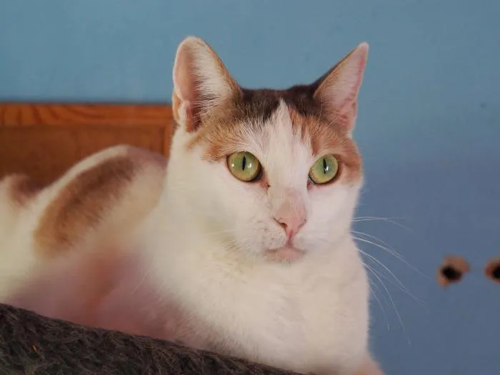 Dina, gato en adopción en Alicante