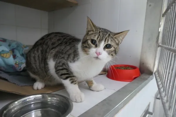 Ref. 202600683, gato en adopción en Palma, Illes Balears
