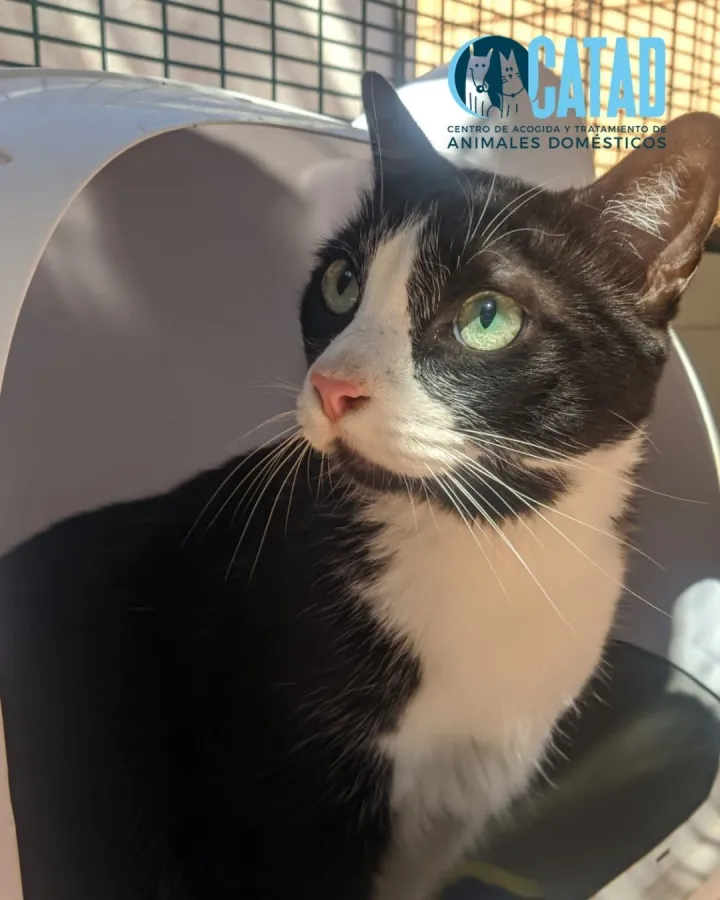 Tommy, gato en adopción en Cartagena, Murcia