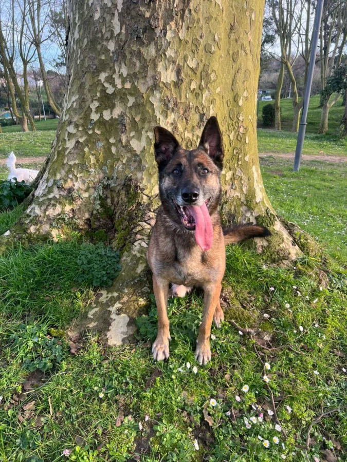 Thanos, perro en adopción en Bilbao, Vizcaya
