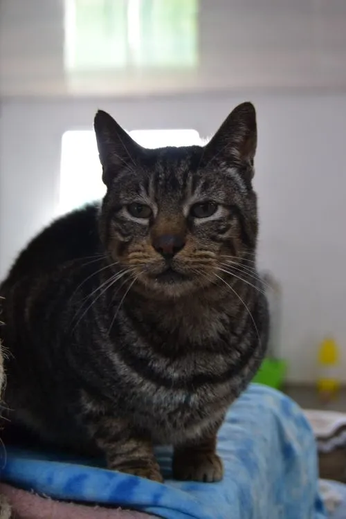Pivón, gato en adopción en Vigo, Pontevedra