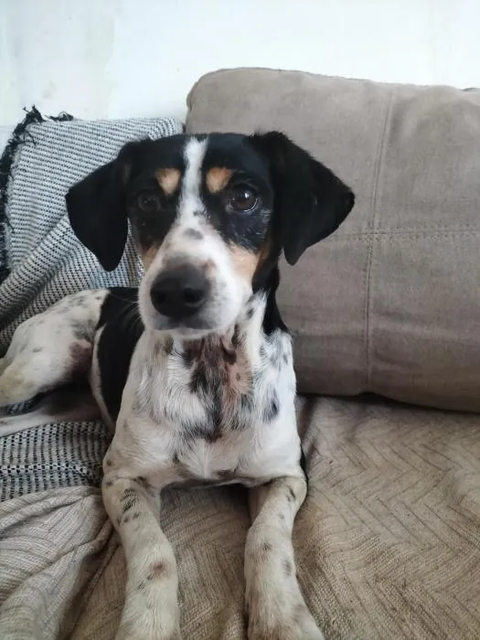 Tati, perro en adopción en Huelva