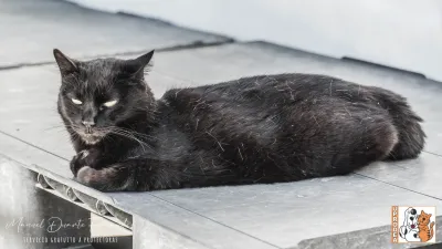 Otra foto de Dante
