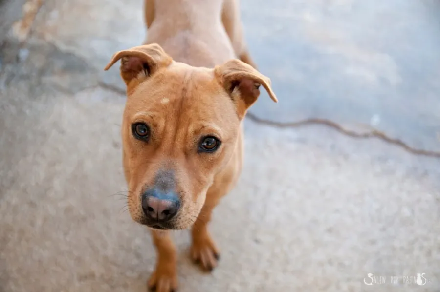 Sky, perro en adopción en Murcia