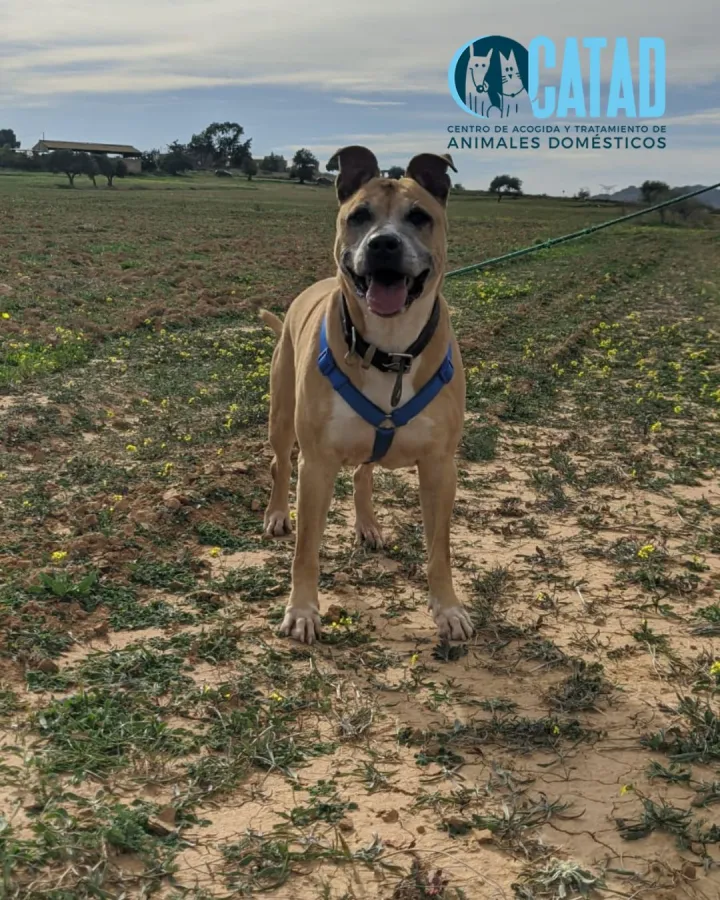 Dina, perro en adopción en Cartagena, Murcia