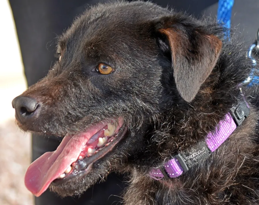 Braco, perro en adopción en Cáceres