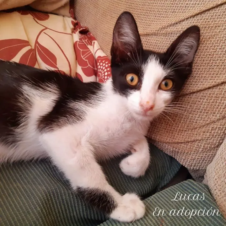 Lucas, gato en adopción en Teruel