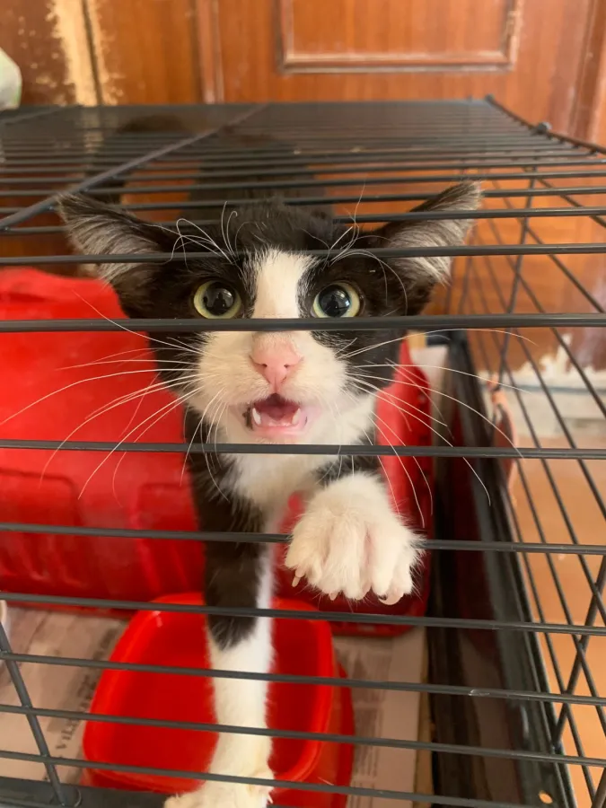 Tux, gato en adopción en Lugo