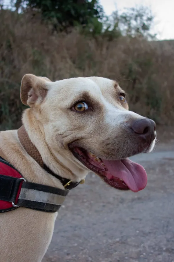 Aron, perro en adopción en Almuñécar, Granada