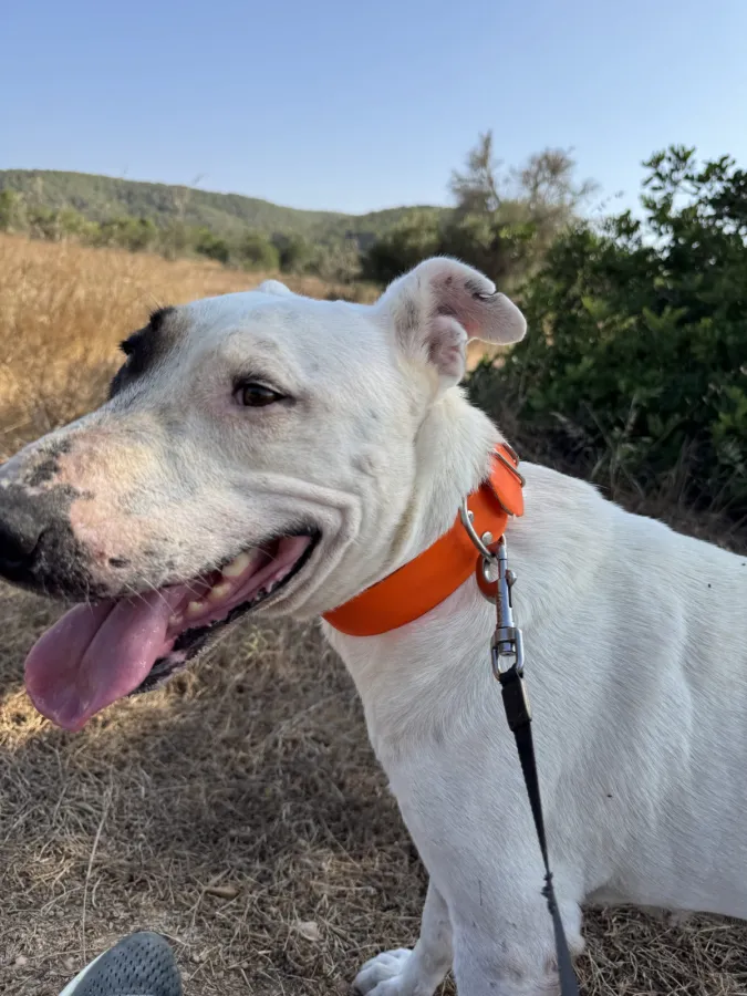 Princesa, perro en adopción en Ibiza, Illes Balears