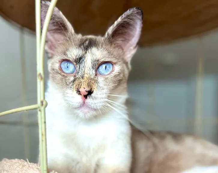 Tauriel, gato en adopción en Castellón de la Plana, Castellón