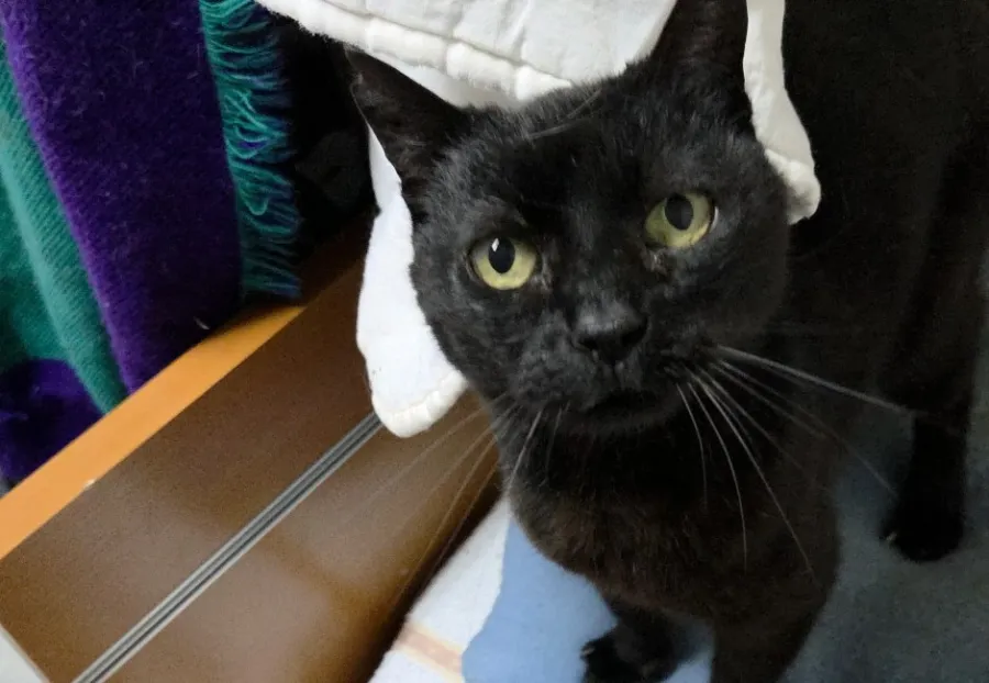 Chloé, gato en adopción en Alella, Barcelona