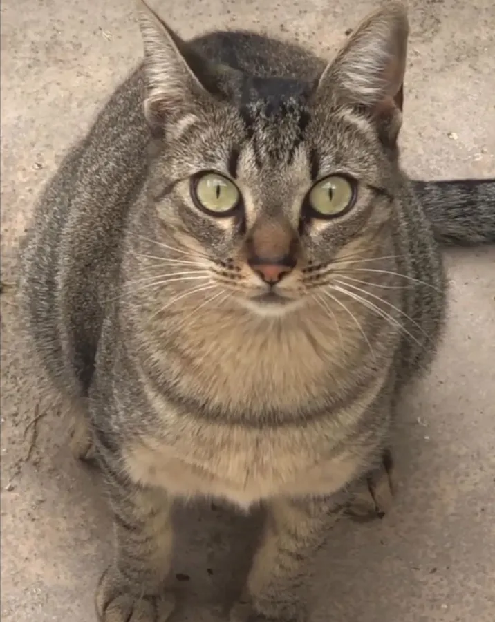 Bloodymary, gato en adopción en Trobajo del Cerecedo, León