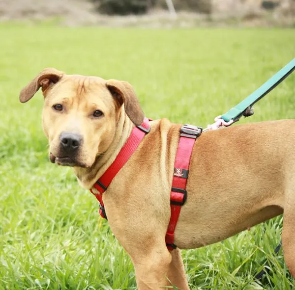 Linda, perro en adopción en La Noguera (comarca), Lleida
