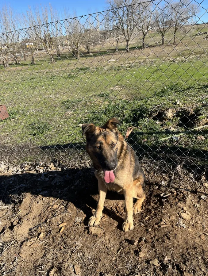 Ras, perro en adopción en Pozoblanco, Córdoba