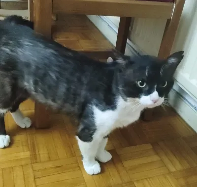 Otra foto de Sirius