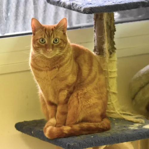 Aguardiente, gato en adopción en El Puerto de Santa María, Cádiz