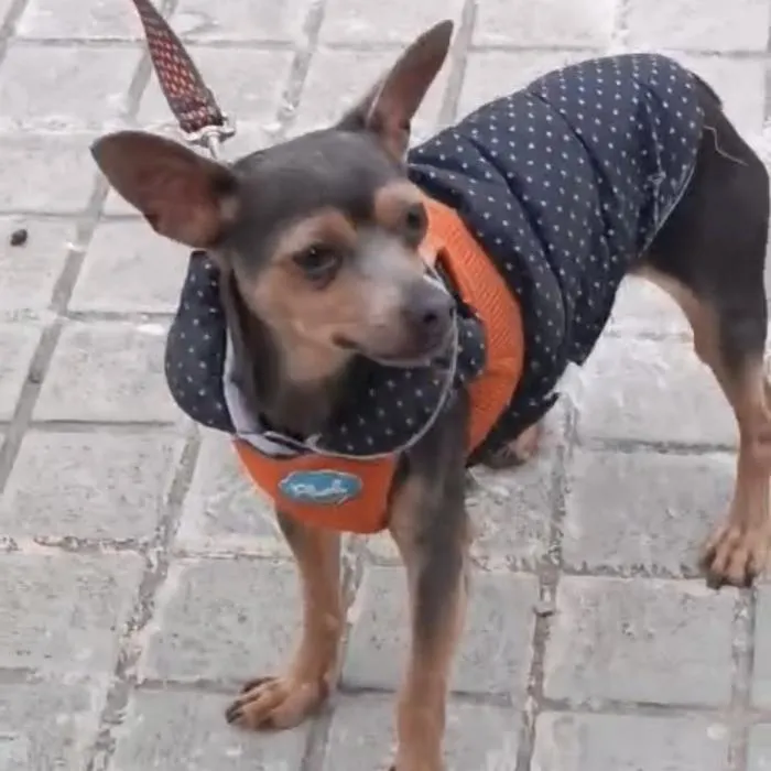 Bruno, perro en adopción en Valencia