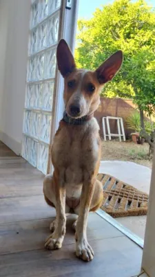 Otra foto de Bamby