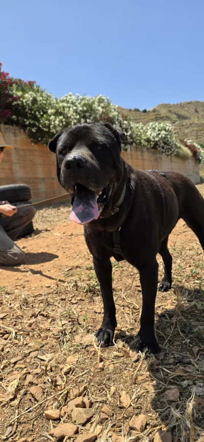 Shakespeare, perro en adopción en Almuñécar, Granada