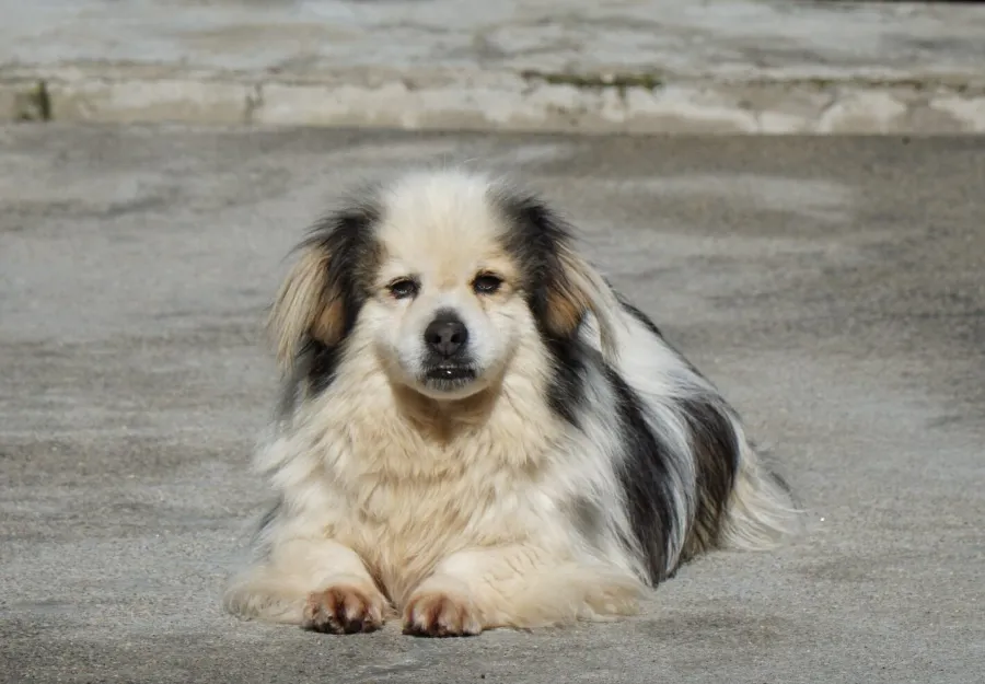 Chispo, perro en adopción en Culleredo, A Coruña
