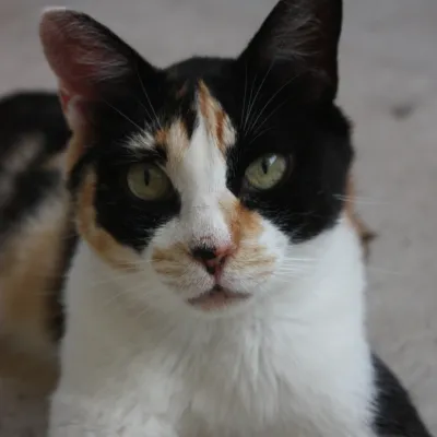 Otra foto de Mako