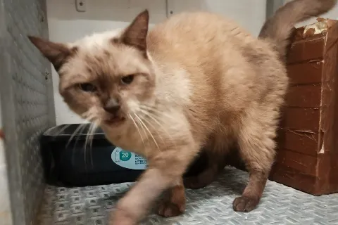 Kitty, gato en adopción en Zaragoza