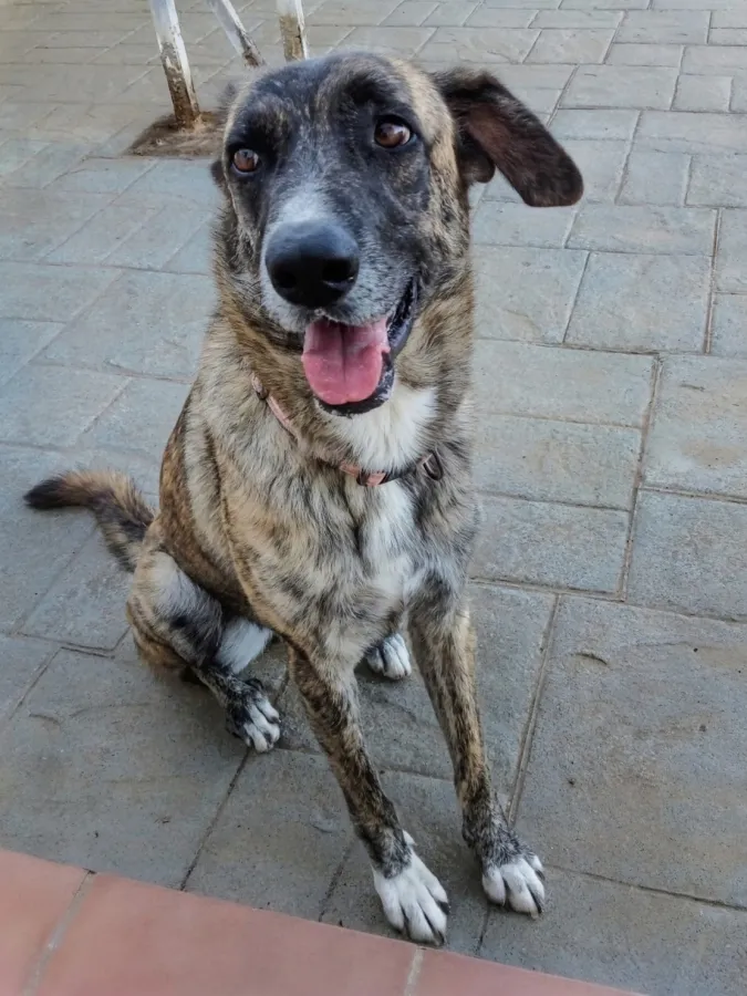 Tiger, perro en adopción en Almuñécar, Granada