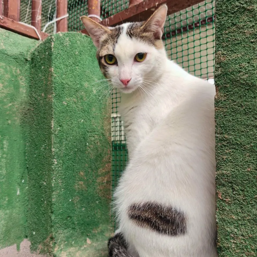 Cuarzo, gato en adopción en Los Santos de la Humosa, Madrid