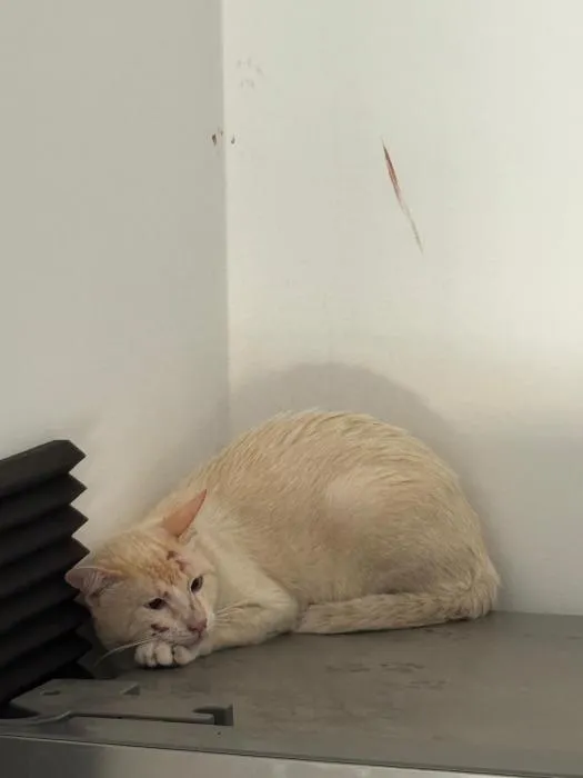 Yuki, gato en adopción en Sevilla