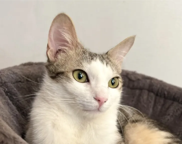Júpiter, gato en adopción en Castellón de la Plana, Castellón