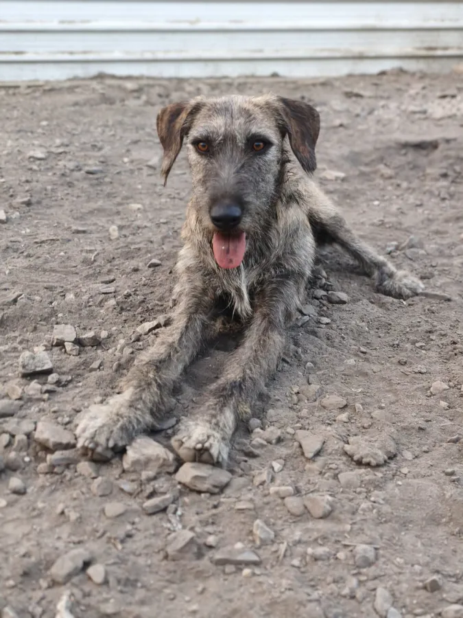 Blondy, perro en adopción en Vélez-Málaga, Málaga