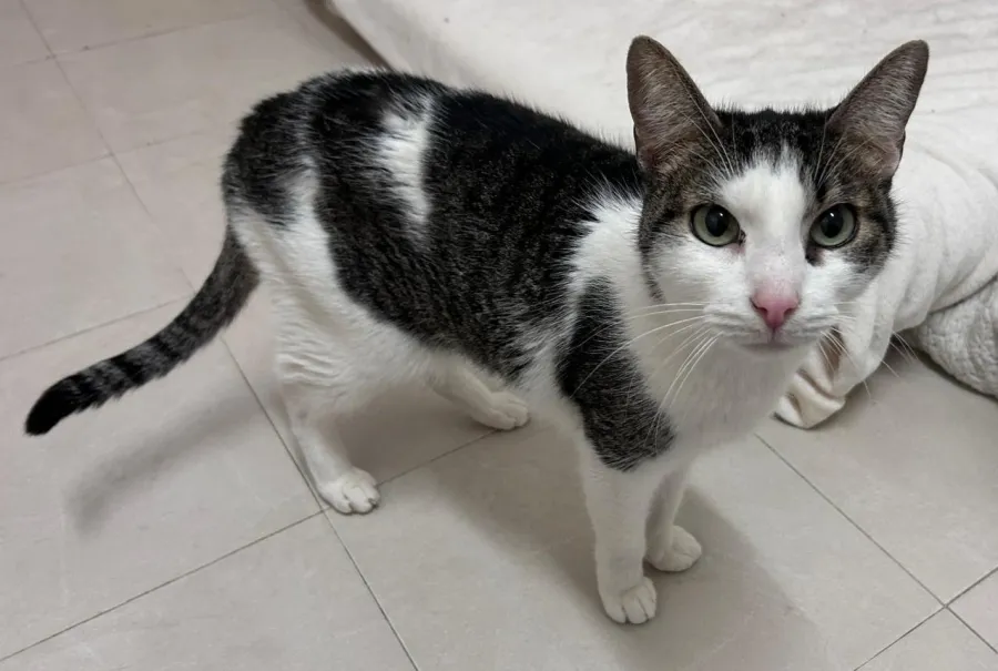 Mando, gato en adopción