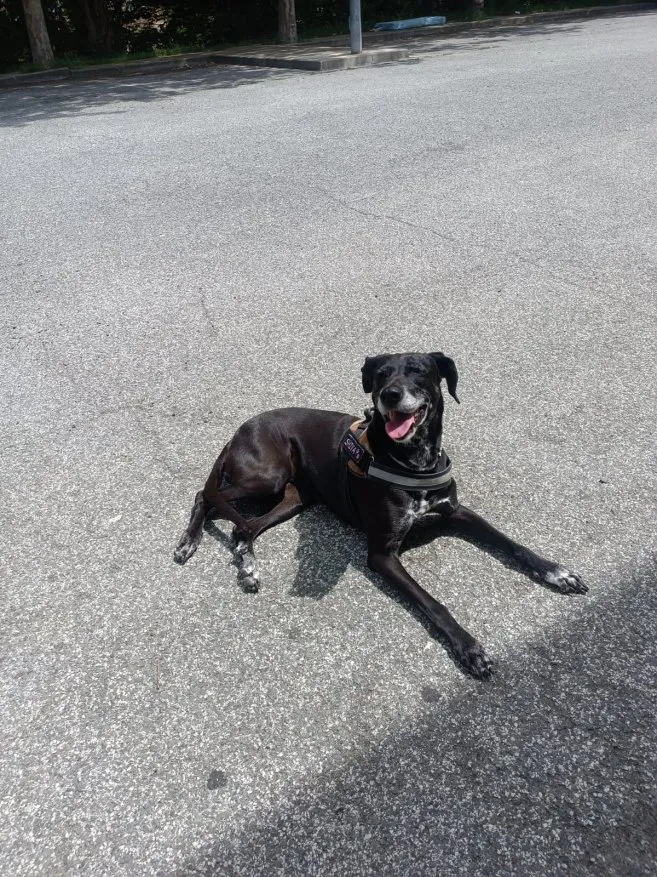 Shiva, perro en adopción en Aranguren, Navarra