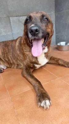 Otra foto de Rufus