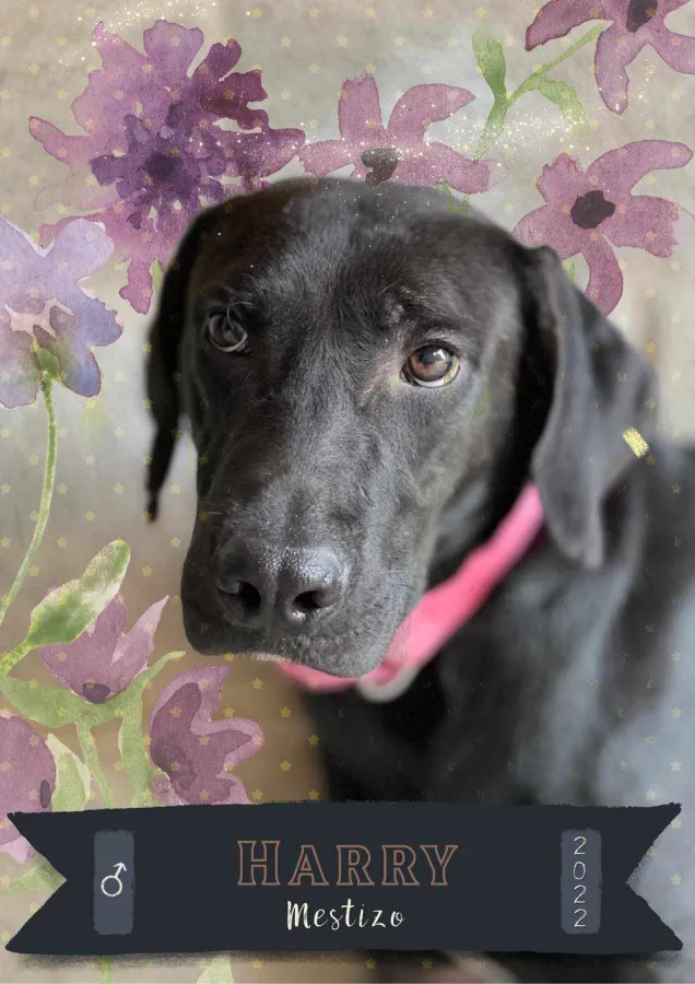 Harry, perro en adopción en Tarazona, Zaragoza