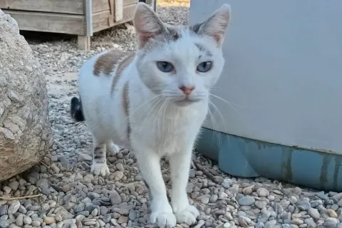 Sambala, gato en adopción en Zaragoza