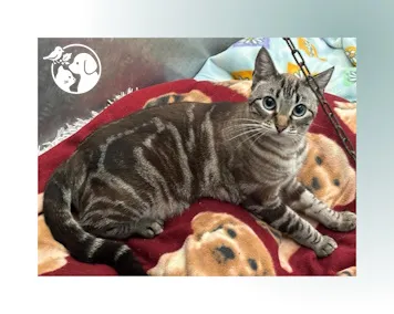 Lulu, gato en adopción en Usurbil, Guipúzcoa