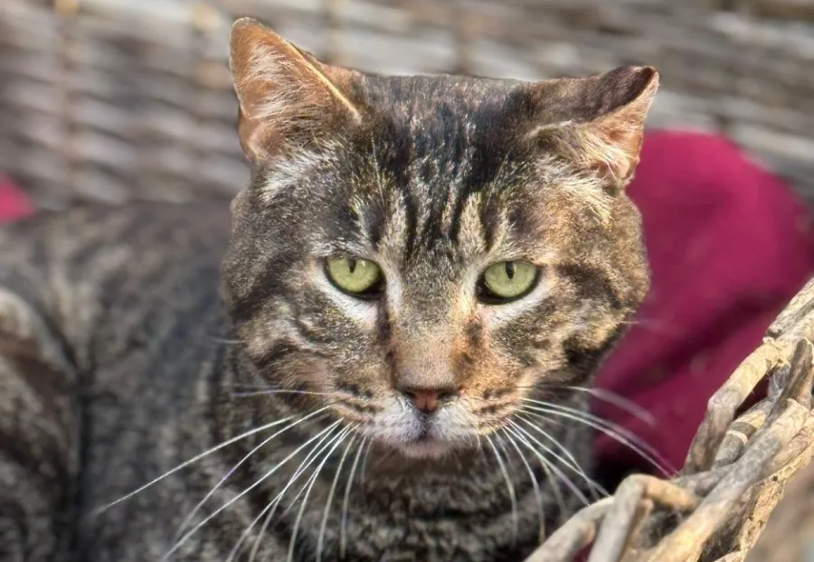 Moxo, gato en adopción en Alella, Barcelona