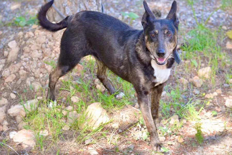 Traya, perro en adopción en Ibiza, Illes Balears