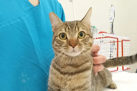 Mistral, gato en adopción en Zaragoza