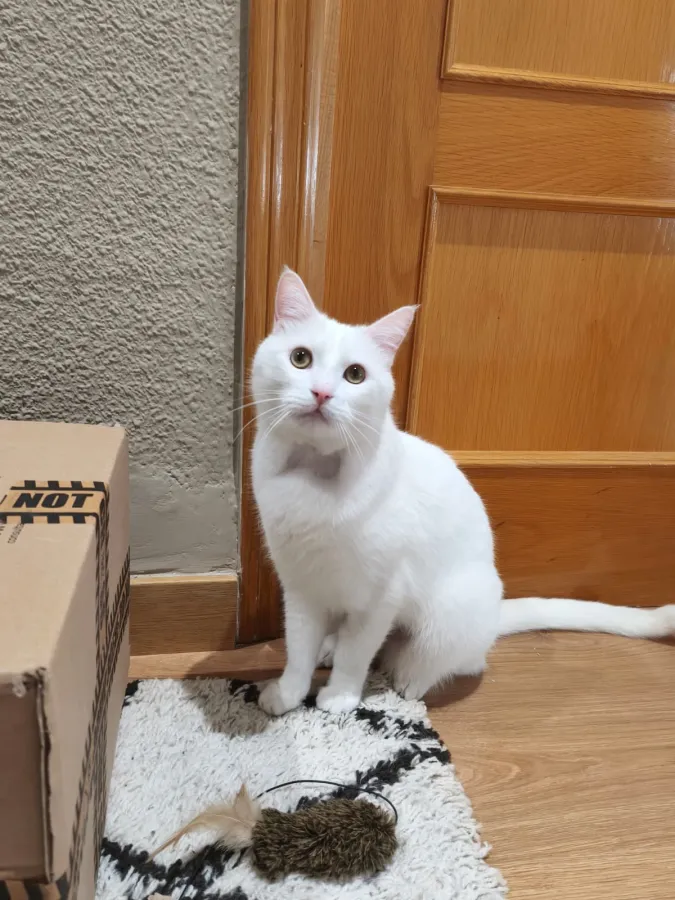 Mojito, gato en adopción en Murcia